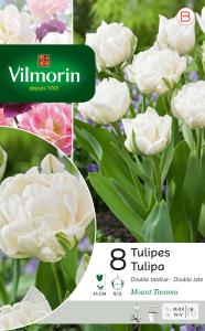 Tulipe Mount Tacoma (x8)